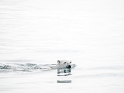Photo Polar bears