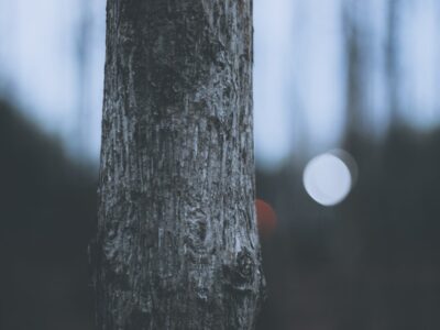 Photo Innovative garnishes