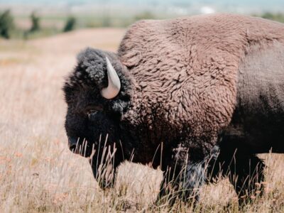 Photo Bison Reserve