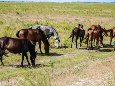 Photo Danube Delta