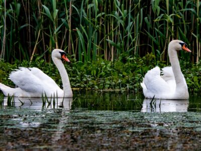 Photo Danube Delta
