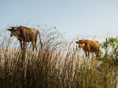 Photo Danube Delta