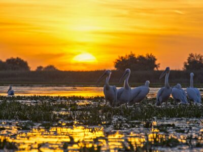 Photo Danube Delta