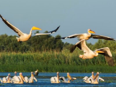 Photo Danube Delta
