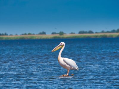 Photo Danube Delta