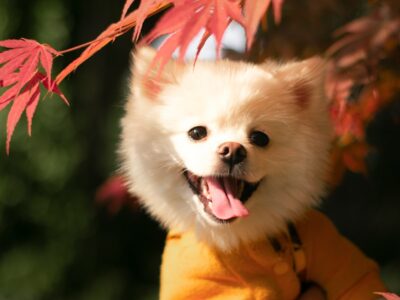 Photo Băile Felix Weekend