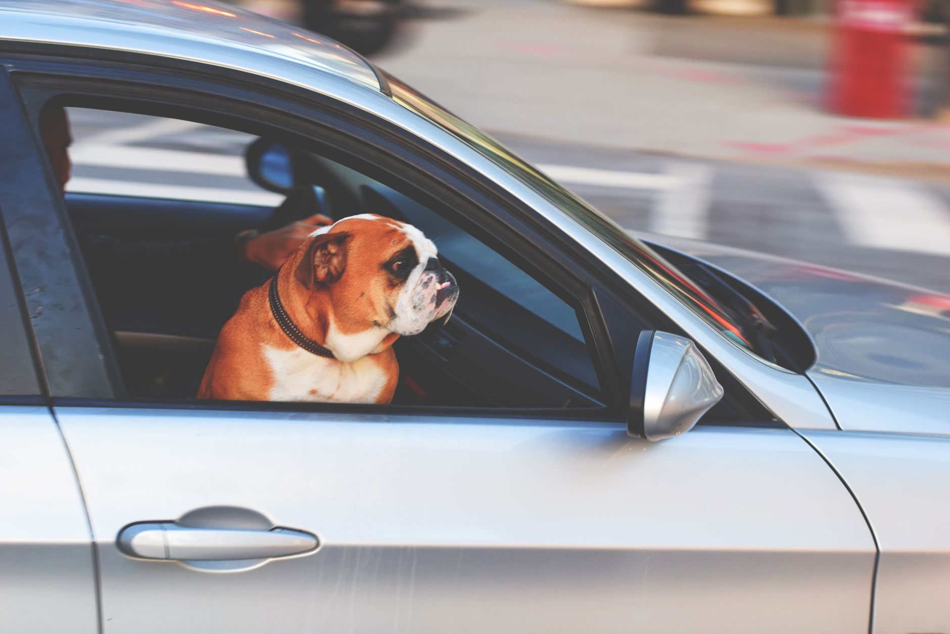 Ghid pentru turiștii care călătoresc cu animale de companie — Turism INFO